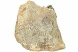Fossil Dinosaur Bone Section - North Dakota #237667-1